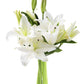 KaBloom Flowers - Sympathy Oasis of Comfort Bouquet of 5 White Oriental Lily Without Vase - Gift for Birthday, Anniversary, Than