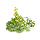 Biokoma Organic Wormwood Dried Herb 50g (1.76oz) - Resealable Pouch, USDA Certified, No Additives, No Preservatives, Kosher