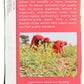 Traditional Medicinals Organic Mothers Milk Herbal Tea, Promotes Healthy Lactation, (Pack Of 12) - 192 Tea Bags Total