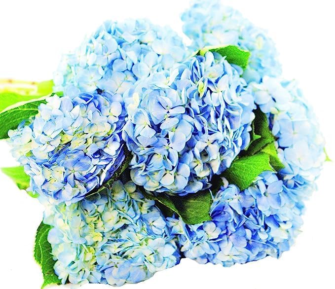 Kabloom Flowers - Beauty Bouquet Of 6 Blue Hydrangeas With Vase - Gift For Birthday, Sympathy, Anniversary, Get Well, Thank You, Valentine, Mother’S Day Fresh Flowers