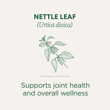 Traditional Medicinals Organic Nettle Herbal Leaf Tea, 16 Tea Bags (Pack of 6)