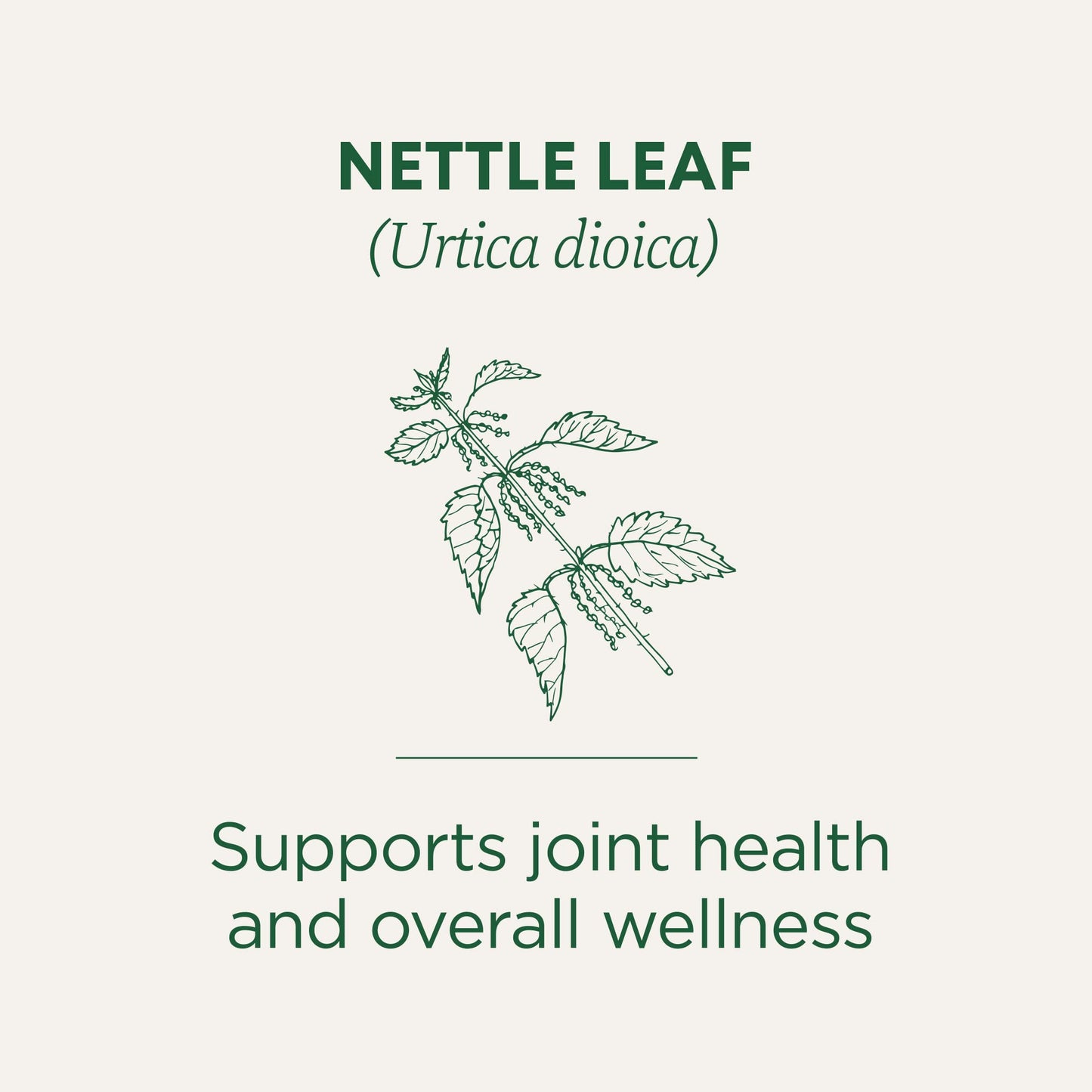 Traditional Medicinals Organic Nettle Tea - Caffeine-Free, 16 Tea Bags, Kosher, Non-GMO