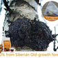 ULTHMOK Chaga Tea Bags, 100% Pure Siberian Wild Harvest, Caffeine Free, 60 Count