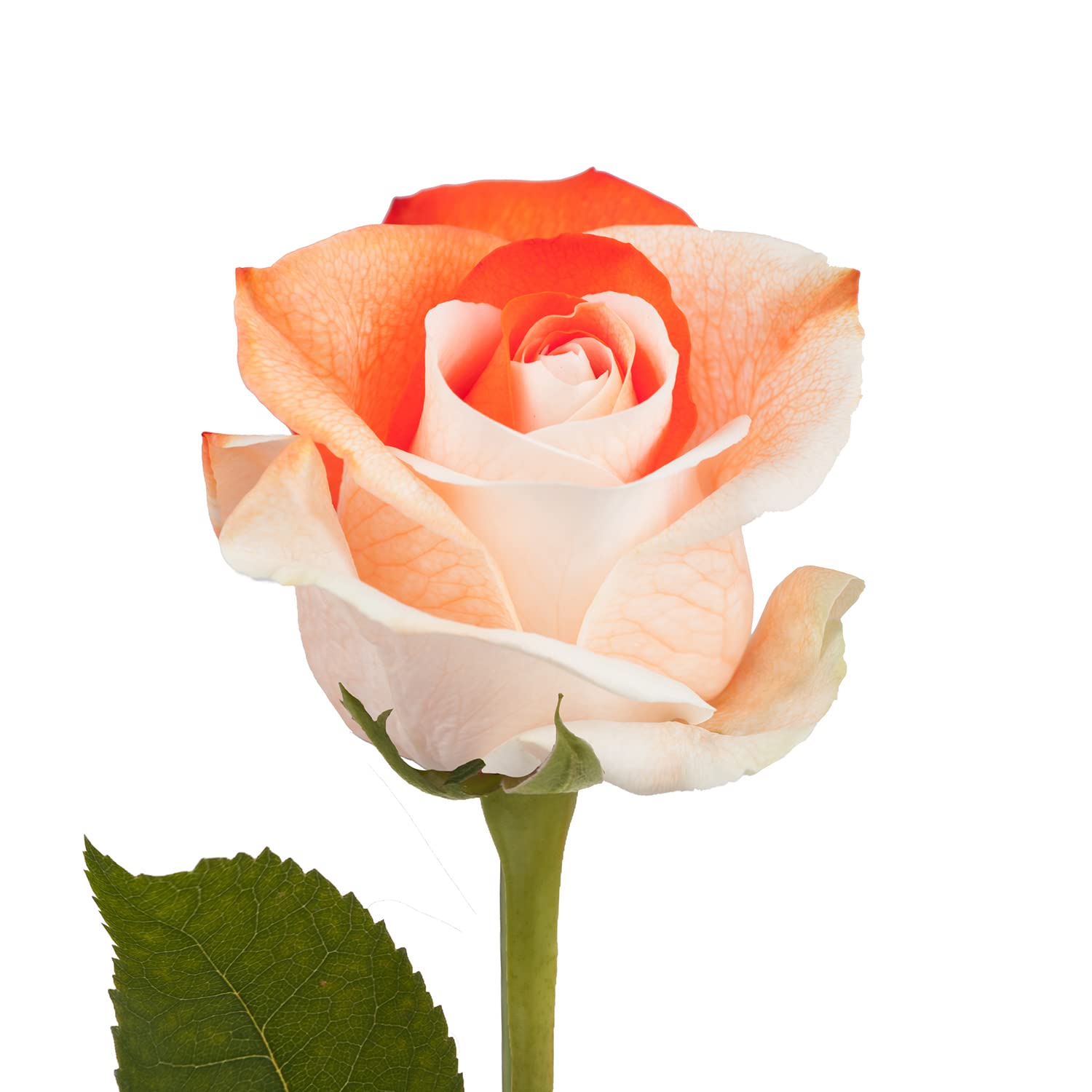 Bloomingmore | Fresh Cut Flowers | Natural Tinted Orange and White Roses | 50 Stems - 20 in | Home, Office, Wedding Decor, DIY, 