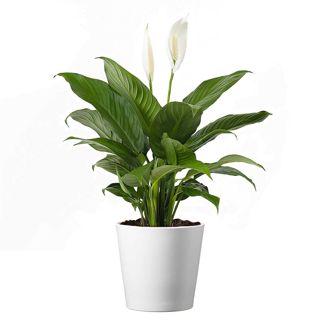 American Plant Exchange Peace Lily, Live Spathiphyllum Plant, Indoor Flowering Houseplant, 4-Inch Pot, Deco Cover, Easy Care, Lo