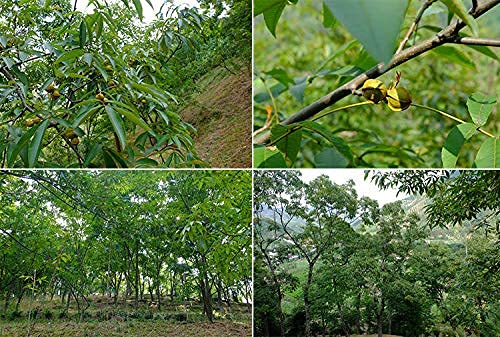 Chinese Walnuts(With Shells),Fresh New Linan Mountain Walnuts,Easy-to-Peel Linan Mountain Walnuts,Creamy/Salty,Net 8.8 oz./250g,