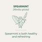Traditional Medicinals Tea, Organic Spearmint, Supports Everyday Wellness, Healthy & Refreshing, 16 Count (Pack Of 6)