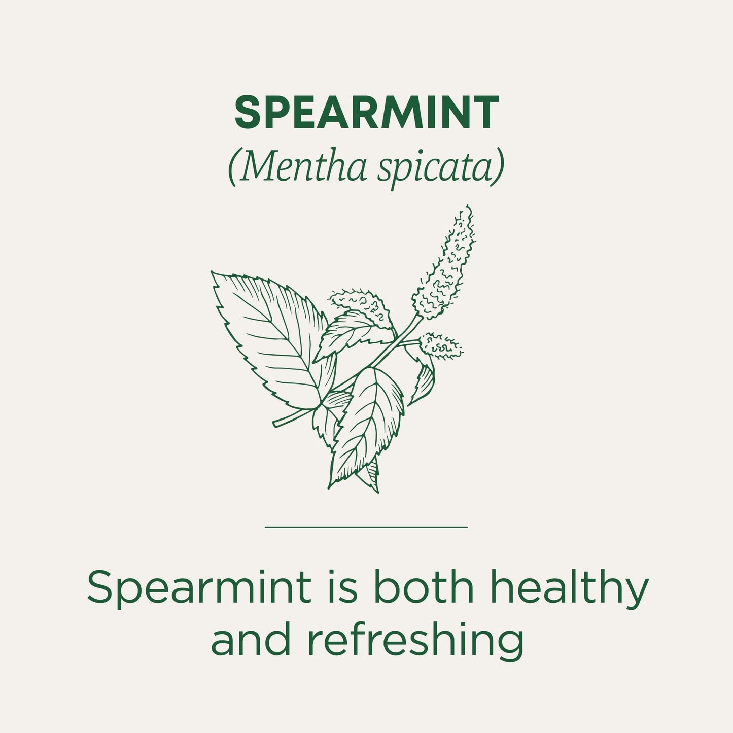 Traditional Medicinals Tea, Organic Spearmint, Supports Everyday Wellness, Healthy & Refreshing, 16 Count (Pack Of 6)