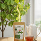 KAHIDJI Soursop & Moringa Leaves Tea - 30 Teabags - Green - Antioxidant-Rich Herbal Tea