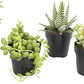Altman Plants, Assorted Succulents Plants Live Houseplants (4Pk), Succulent Plants Home Office Plants Live Indoor Plants, Live P