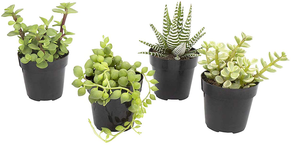 Altman Plants, Assorted Succulents Plants Live Houseplants (4Pk), Succulent Plants Home Office Plants Live Indoor Plants, Live P