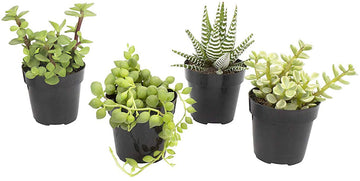 Altman Plants, Assorted Succulents Plants Live Houseplants (4Pk), Succulent Plants Home Office Plants Live Indoor Plants, Live P