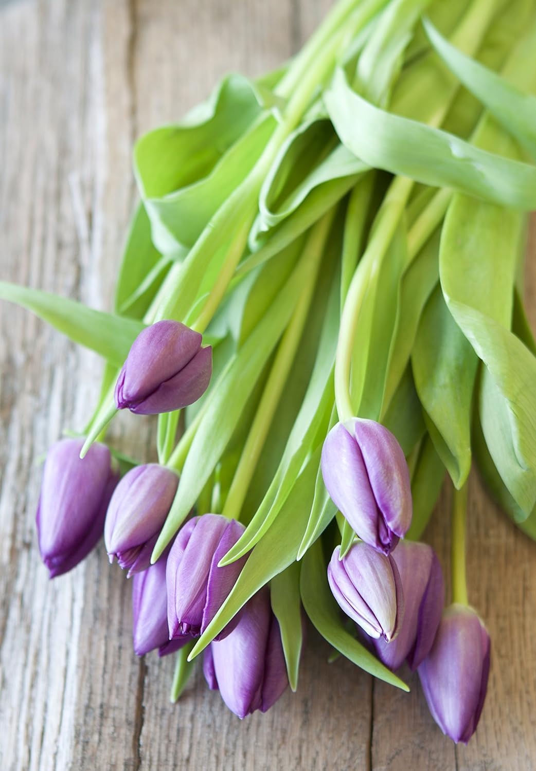 Kabloom Flowers -Valentine'S Day Collection - 10 Purple Tulips With Vase, Gift For Birthday, Sympathy, Anniversary, Get Well, Th