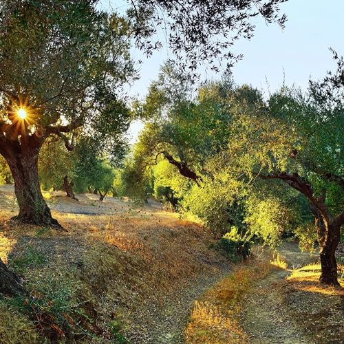Iliada Extra Virgin Olive Oil Tin, 3 Liter