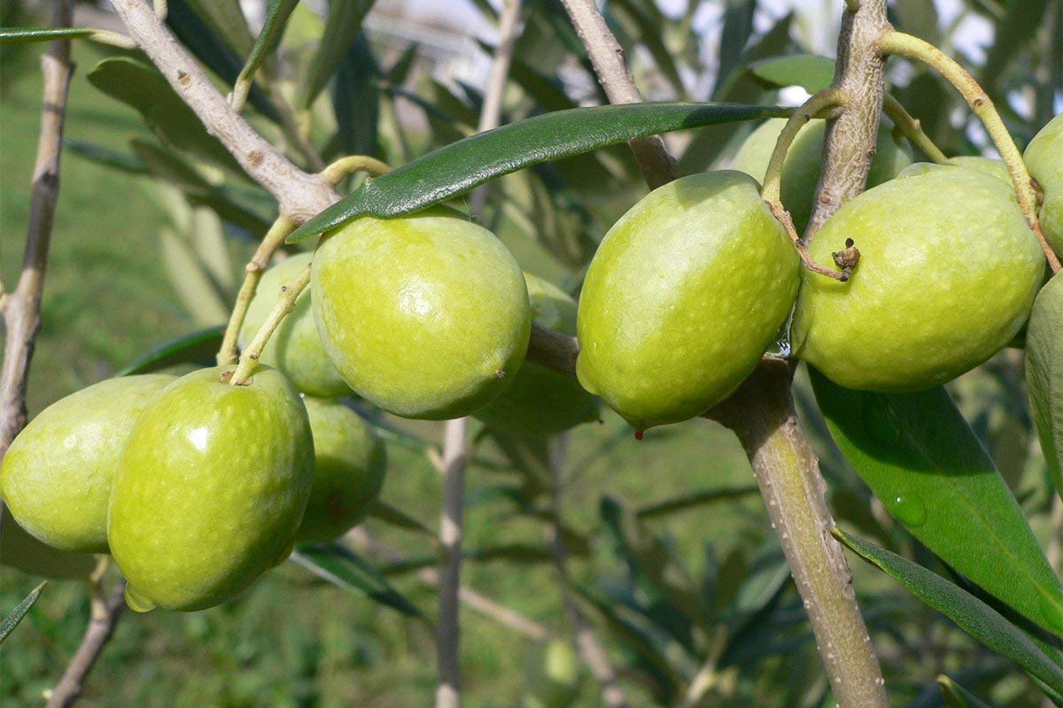 GAEA Snack Olive Grn Chli And Pepp, 2.3 OZ