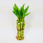Athenas Garden Lucky Bamboo Stalks with Green Shoot 12, B-SS12