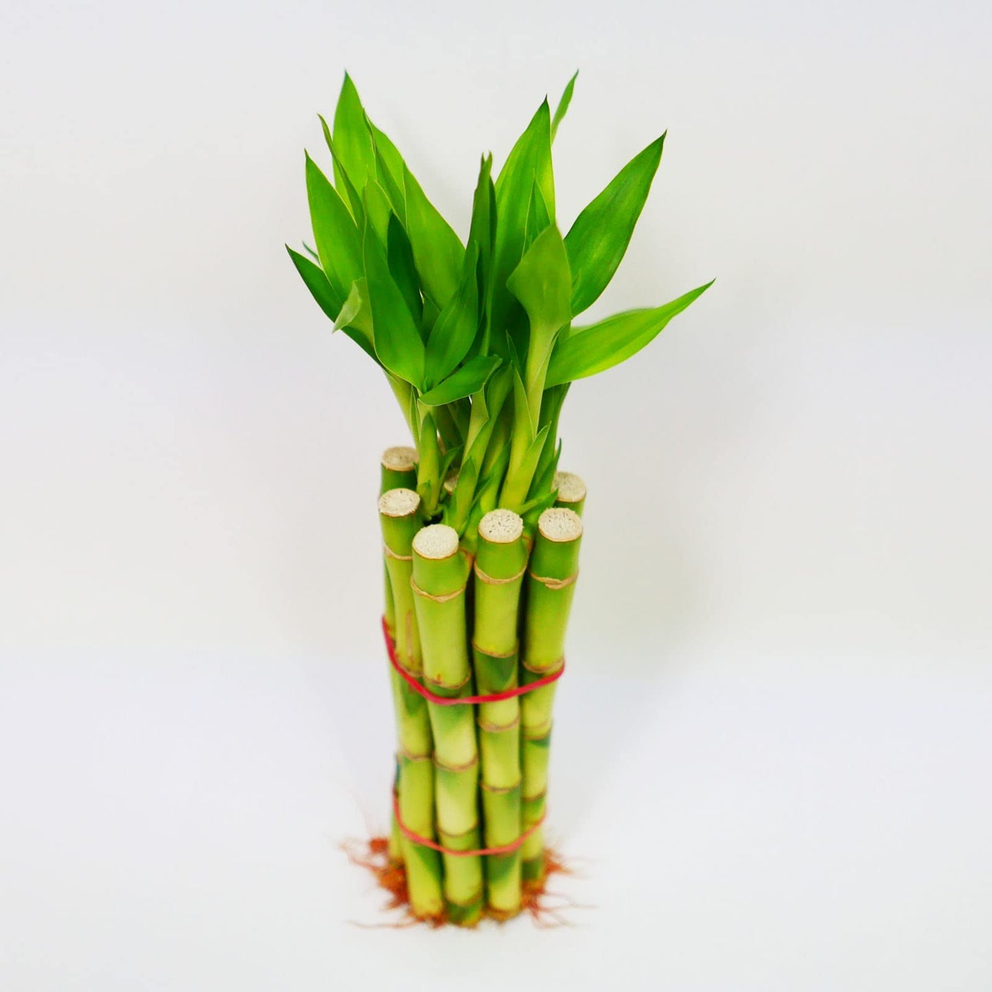 Athenas Garden Lucky Bamboo Stalks with Green Shoot 12, B-SS12