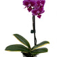Chia E Yenlin Phalaenopsis 'Variegata' Orchid - Variegated Leaves - 3.5'' Pot