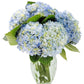 Kabloom Flowers - Beauty Bouquet Of 6 Blue Hydrangeas With Vase - Gift For Birthday, Sympathy, Anniversary, Get Well, Thank You, Valentine, Mother’S Day Fresh Flowers