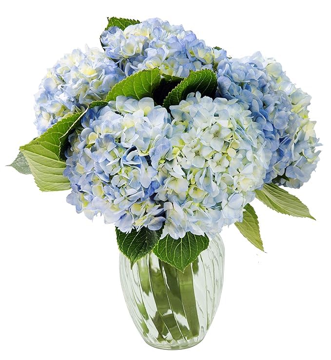 Kabloom Flowers - Beauty Bouquet Of 6 Blue Hydrangeas With Vase - Gift For Birthday, Sympathy, Anniversary, Get Well, Thank You, Valentine, Mother’S Day Fresh Flowers