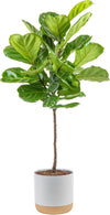 Costa Farms Fiddle Leaf Fig Tree Live Plant in Decorative Pot, Large Indoor Houseplant, Perfect for Home, Room, or Office Decor,