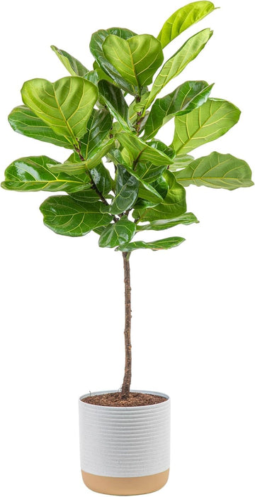 Costa Farms Fiddle Leaf Fig Tree Live Plant in Decorative Pot, Large Indoor Houseplant, Perfect for Home, Room, or Office Decor,