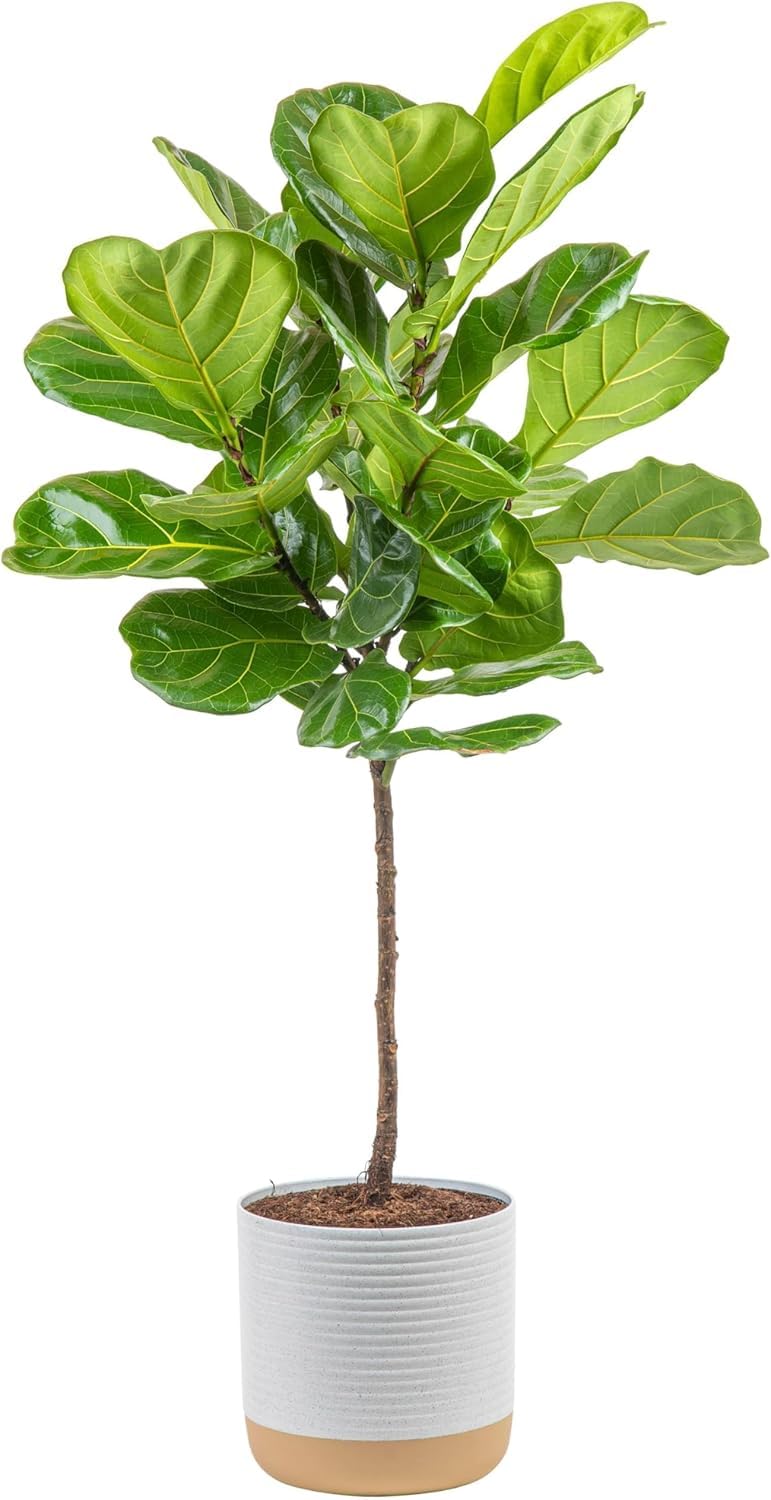 Costa Farms Fiddle Leaf Fig Tree Live Plant in Decorative Pot, Large Indoor Houseplant, Perfect for Home, Room, or Office Decor, Great House Warming or Birthday Gift, 3-4 Feet Tall