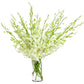 Premium Cut Dendrobium Orchids (White, 30 Stems With Vase) (Support Small Business)