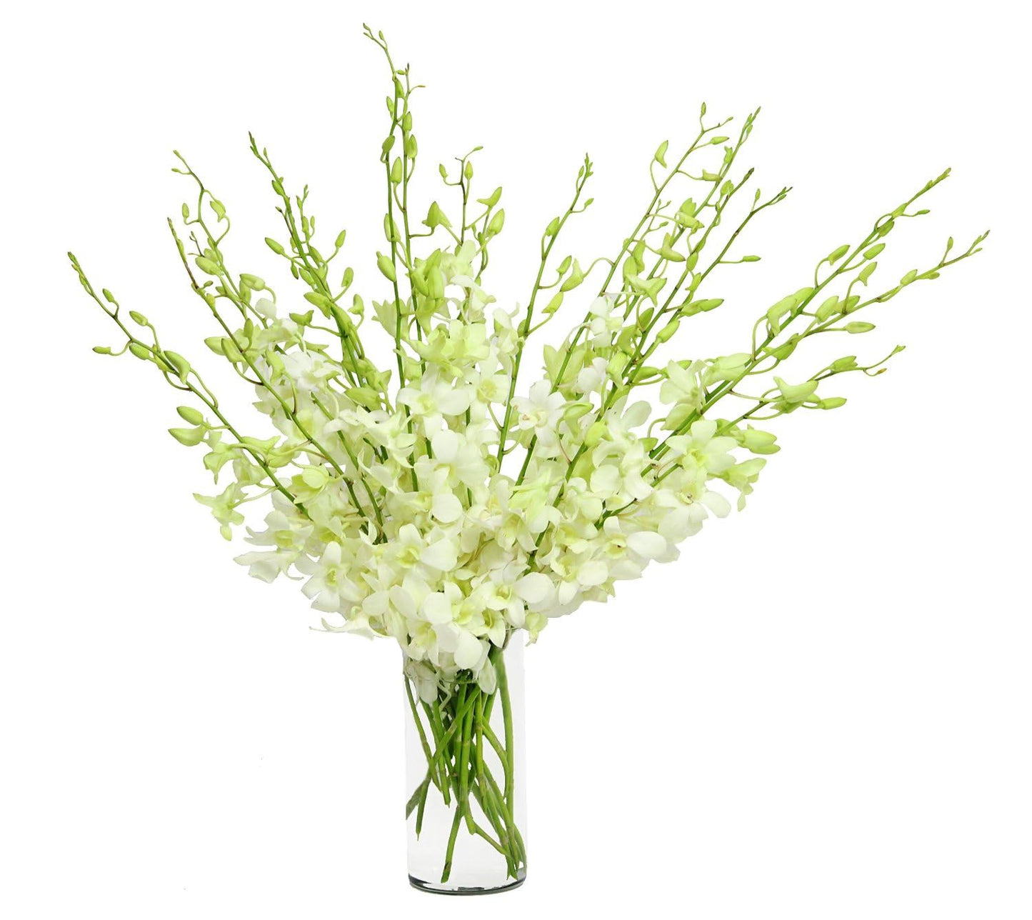 Premium Cut Dendrobium Orchids (White, 30 Stems With Vase) (Support Small Business)