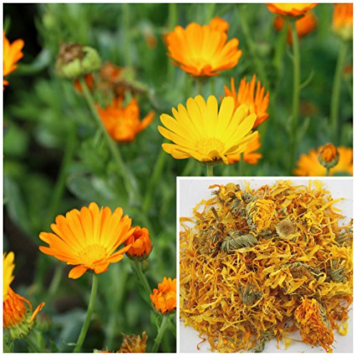 Traverse Bay Soap Company Calendula Flowers - 8oz Soap Making Supplies for Extracts, Tinctures, Teas, Salves, Creams, Lotions, Lip Balms