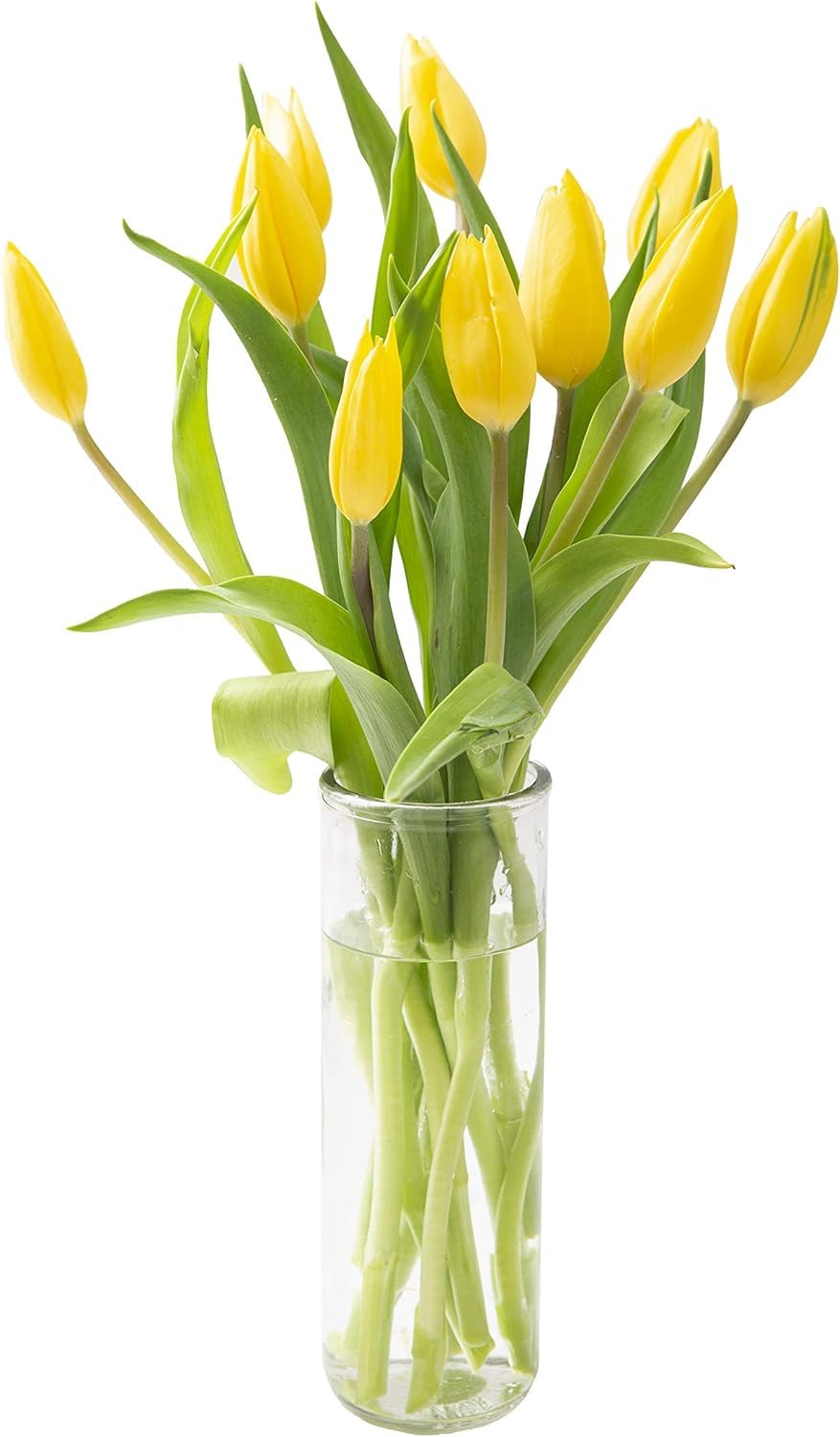 KaBloom Flowers -Valentine's Day Collection - 10 Yellow Tulips with vase, Gift for Birthday, Sympathy, Anniversary, Get Well, Th