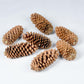 Vickerman 9.5-10 Sugar Pinecone 7/Pack. Includes Seven Sugar pinecones per Bunch. Natural Product.
