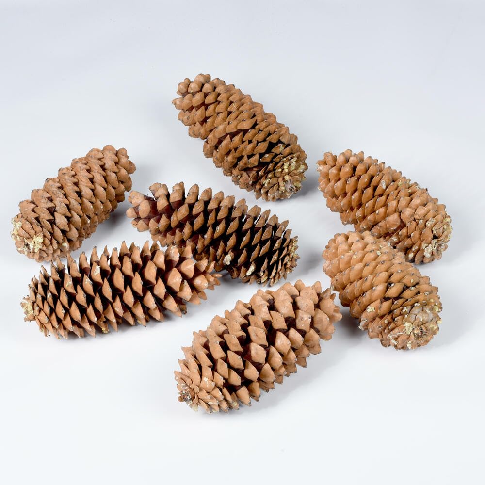 Vickerman 9.5-10 Sugar Pinecone 7/Pack. Includes Seven Sugar pinecones per Bunch. Natural Product.