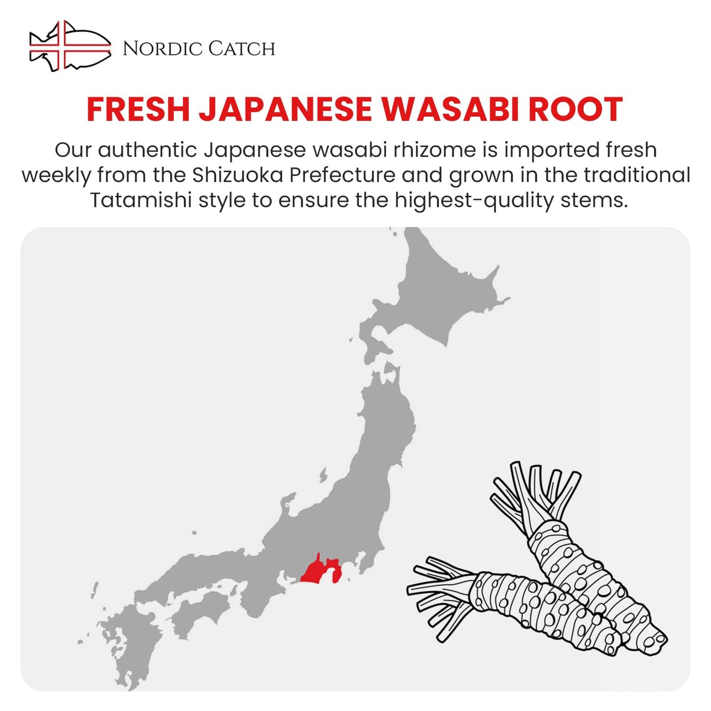 Nordic Catch Fresh Japanese Wasabi Root with Steel Shark Grater - Full Portion - Silver