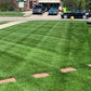 Lawn Synergy Lesco All-Pro Tall Fescue Grass Seed, 50 lbs - Drought-Tolerant, Heat & Shade Resistant, Insect-Resistant, Green