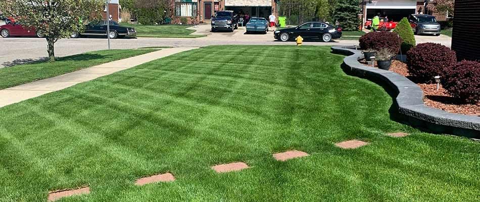 Lawn Synergy Lesco All-Pro Tall Fescue Grass Seed, 50 lbs - Drought-Tolerant, Heat & Shade Resistant, Insect-Resistant, Green