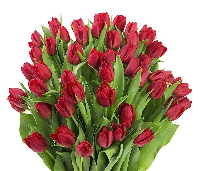Kabloom Flowers - Mother'S Day Collection - Premium 50 Red Tulips - Wholesale Fresh Flowers I Gift For Birthday, Sympathy, Anniv