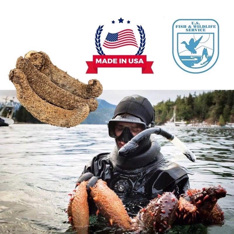 DABC OAK LAND Alaska Red Sea Cucumber, Grade AAAA, 16 oz, Sun Dried, Nutritious, Rich in Protein, Vitamins & Minerals, Medium Gift Bag