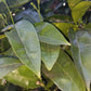 Fresh Orange Leaves - 30 Leaves