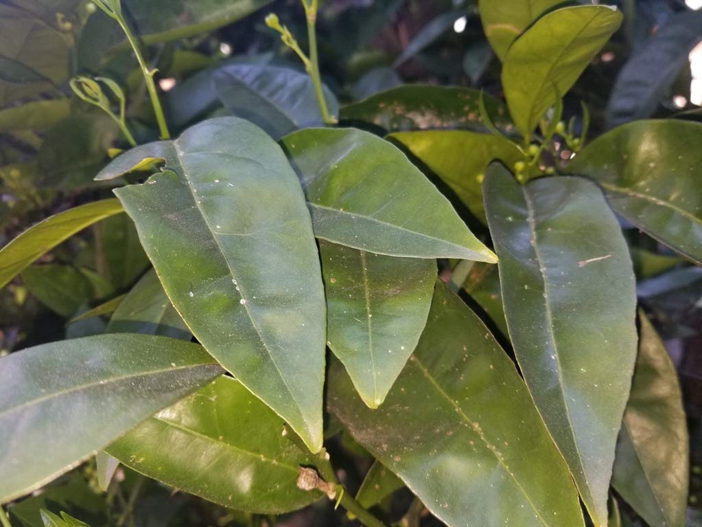 Fresh Orange Leaves - 30 Leaves