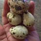 Generic Jumbo XXL White Coturnix Quail Fertile Hatching Eggs - 30 Pack