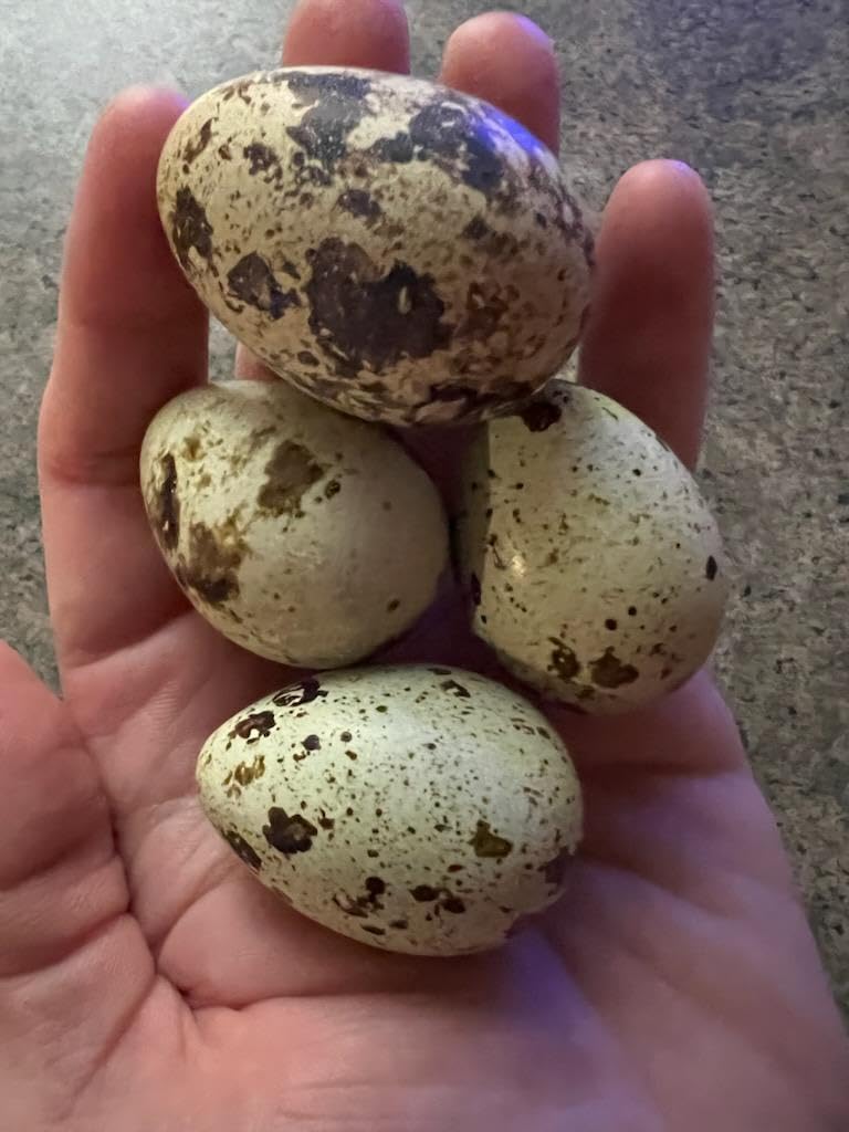 Generic Jumbo XXL White Coturnix Quail Fertile Hatching Eggs - 30 Pack