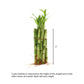 Nw Wholesaler - 6'' Straight Lucky Bamboo Stalks With Clear Slanted Glass Bowl - Live Indoor Plants For Home Decor - Feng Shui
