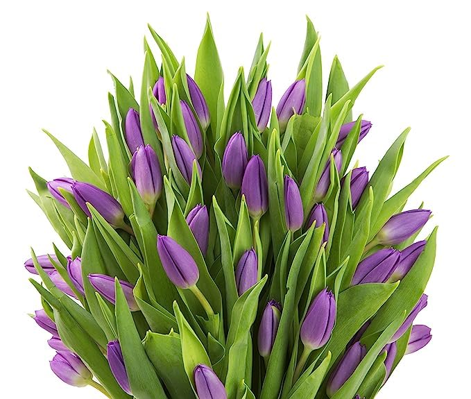 KaBloom Flowers -Valentine's Day Collection - 30 Purple Tulips, Gift for Birthday, Sympathy, Anniversary, Get Well, Thank You, V