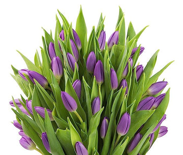 KaBloom Flowers -Valentine's Day Collection - 30 Purple Tulips, Gift for Birthday, Sympathy, Anniversary, Get Well, Thank You, V