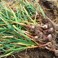 Russian Red Garlic, (3 Garlic Bulbs) Big Bulbs, Slightly Purple