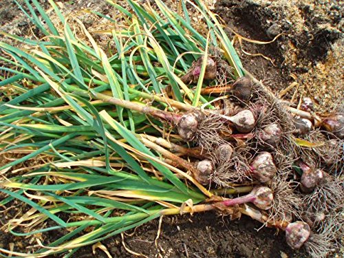 Russian Red Garlic, (3 Garlic Bulbs) Big Bulbs, Slightly Purple