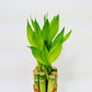 Athenas Garden Lucky Bamboo Stalks with Green Shoot 12, B-SS12