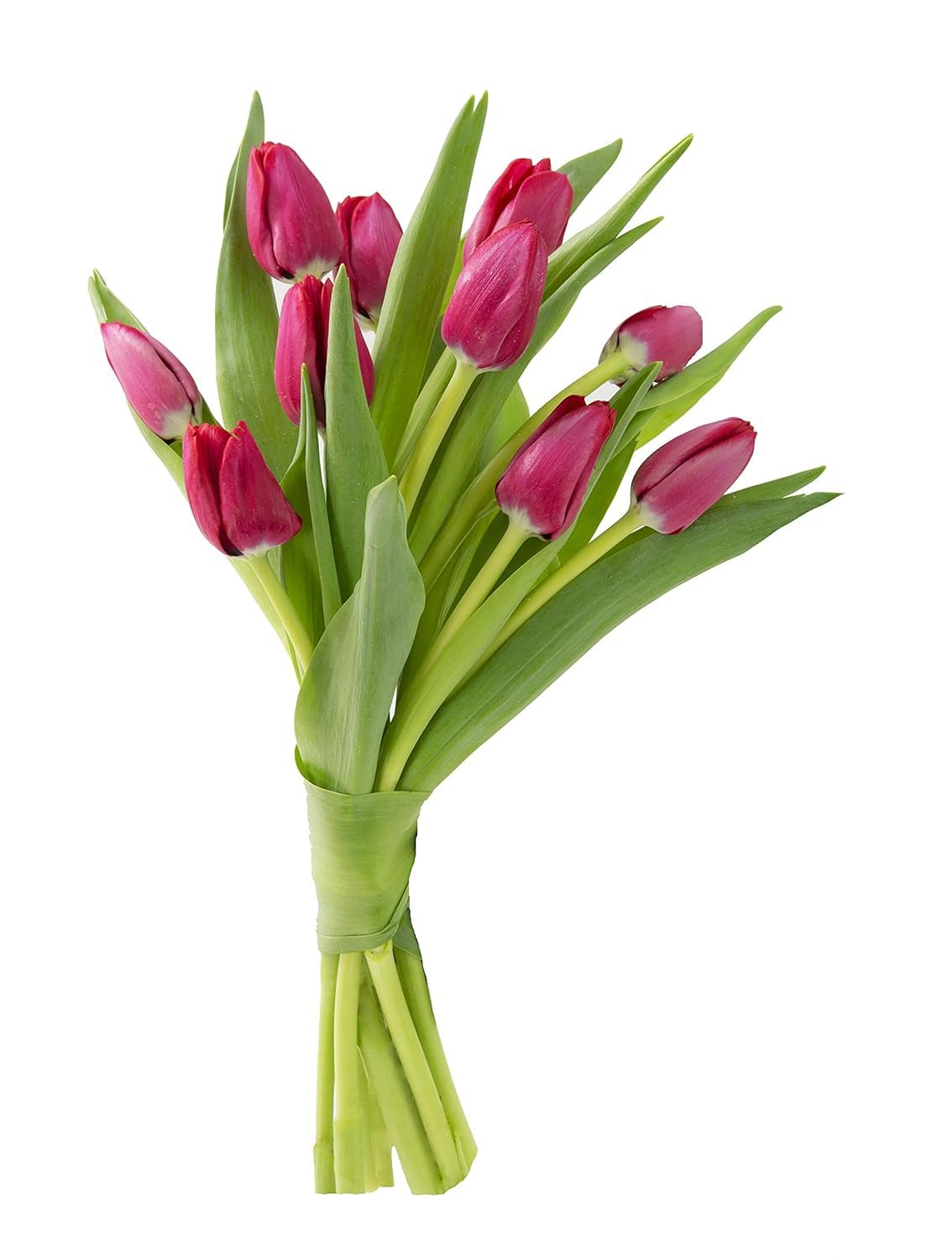 KaBloom Flowers -Valentine's Day Collection - 10 Red Tulips without vase, Gift for Birthday, Sympathy, Anniversary, Get Well, Th