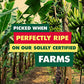 Solely - Organic Dried Mango Strips (5 Oz Resealable Bags, Pack Of 6) - Real Fresh Fruit - 1 Ingredient - Healthy Snacks For Adu